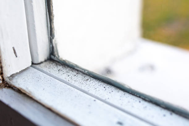 Asbestos and Lead Testing During Mold Inspection in San Anselmo, CA