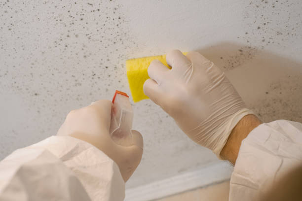 Best Environmental Consulting for Mold Prevention  in San Anselmo, CA