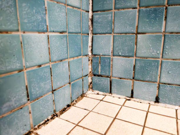 Best Industrial Mold Remediation  in San Anselmo, CA