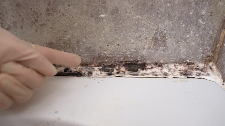 Best Mold Removal for HVAC Installations  in San Anselmo, CA